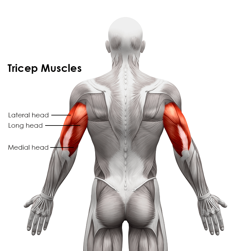 Tricep Muscle Diagram