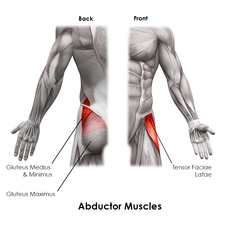 Abductor Muscles
