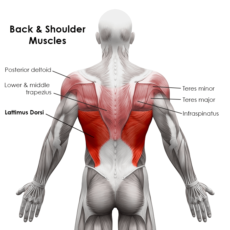 Back and Shoulder Muscles